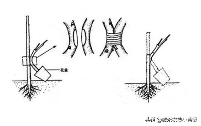 嫁接有哪两种方式，嫁接的方式有两种（桂花几月份嫁接）