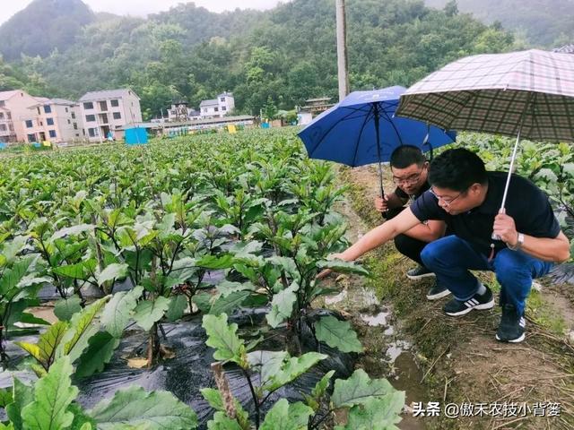 3的立方根是多少，3的3次方是多少（才能让蔬菜长得好、产量高、收益高）