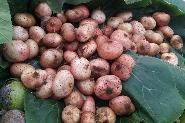 大番薯是什么意思,广东大番薯是什么意思(常顶着烈日去寻找)