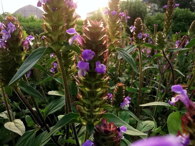 中药夏枯草的功用！，夏枯草中药的作用（本草集——夏枯草）