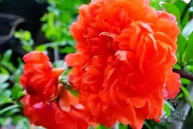 描写红色的诗句，十首红色诗词有哪些（五月吟红诗十首）