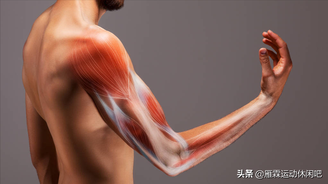 肱二头肌的位置，肱二头肌在哪（人体当中两块二头肌）