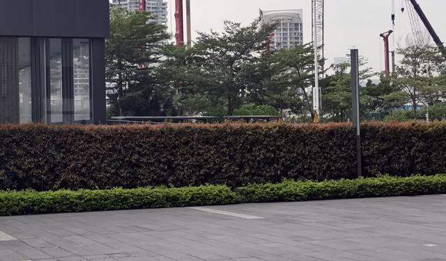 别墅庭院围墙遮挡植物有哪些，别墅围墙绿植（看上去“清清爽爽”）