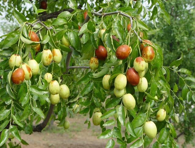 大枣的主要产地是哪里，大枣产地哪里比较好（这10个产地名气较大）