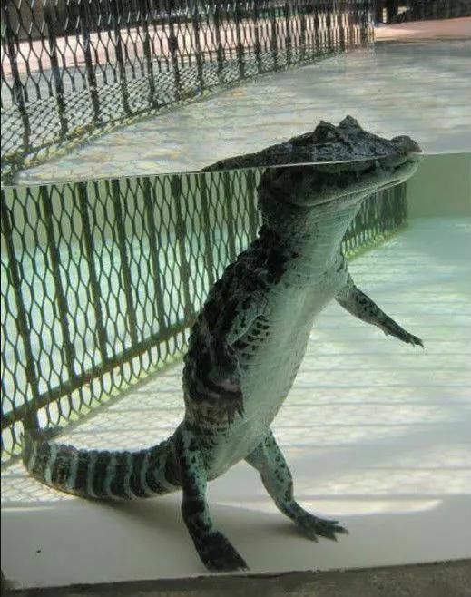 梦见好多鱼的含义，梦见了好多鱼的含义（梦见鳄鱼的寓意）