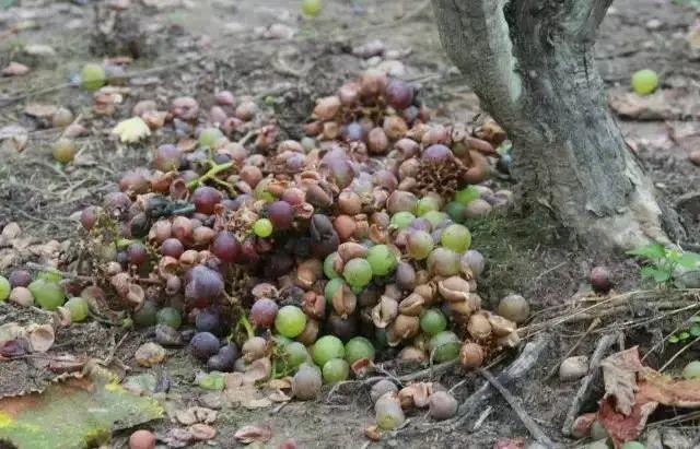 圣经伊甸园什么样子，乡土作家袁炳纲新作《伊甸园》