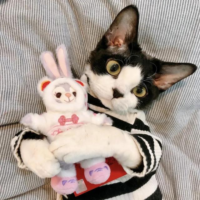 小动物头像可爱卡通，非常可爱的卡通小动物头像微信（壁纸小馆：萌宠头像）