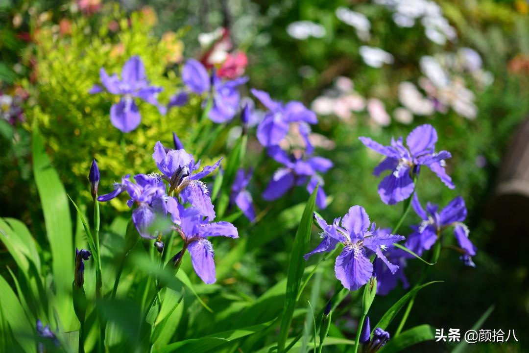 球根鸢尾花期(园丁) - 彝家农业网