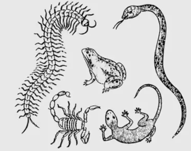 壁虎的寿命，壁虎的寿命有10年吗（为何能位居“五毒”之一）