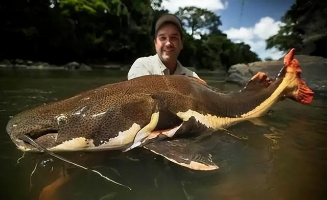 鱼的图片大全大图，鱼图片大全（鱼图片大全简笔画）