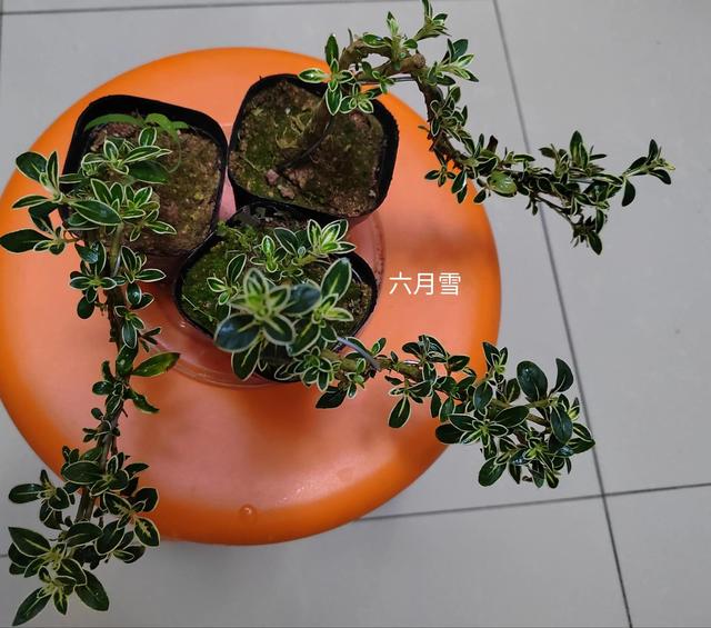 六月雪的叶子发黄枯萎怎么办，六月雪怎么扦插繁殖最好（逛花市买年宵花和六月雪）