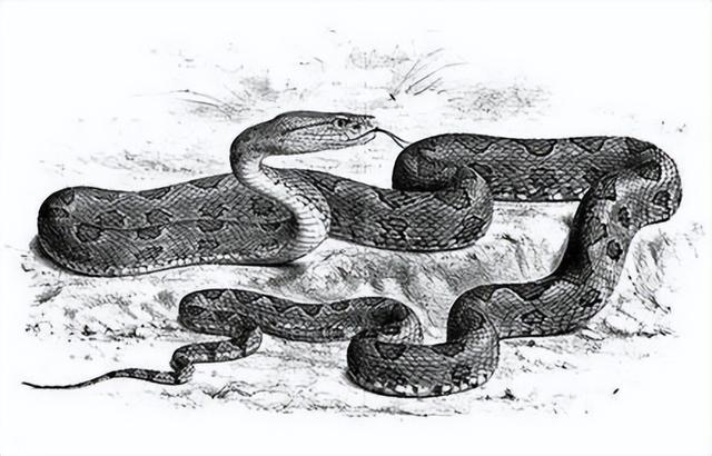 画一只凶猛的蛇图片