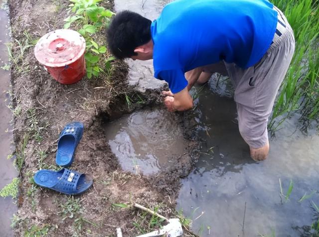 蛇最怕什么动物，蛇最怕什么动物而且是在田野里的（“蛇吃黄鳝—找死”）