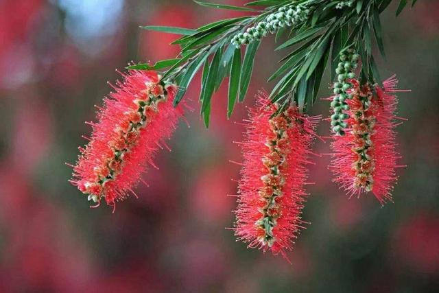 冬天有什么花开放，冬季开花的花卉有哪些（8种“稀罕花”）