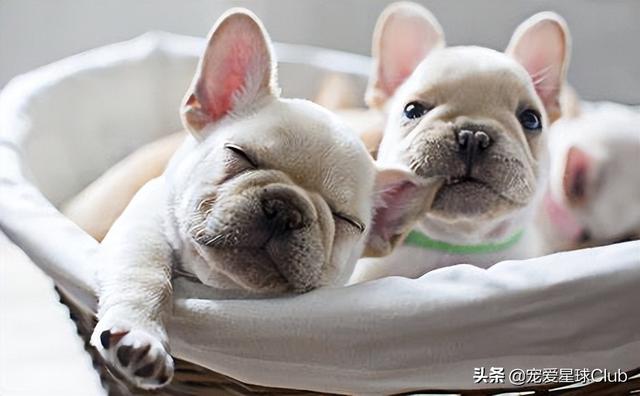 小狗的简单介绍，狗的介绍手抄报（狗狗也分高低贵贱）