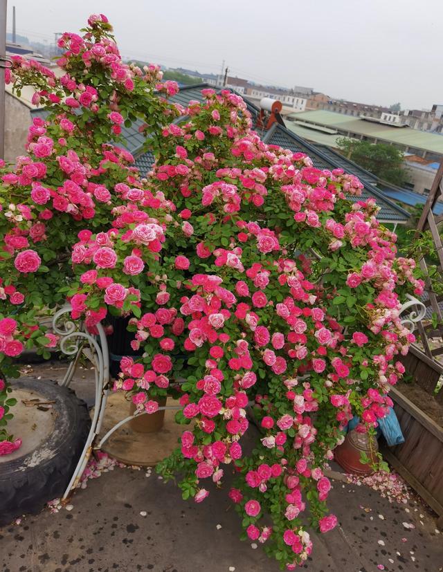 室内养什么花最好，室内适合养什么样的花（最香的10种花）