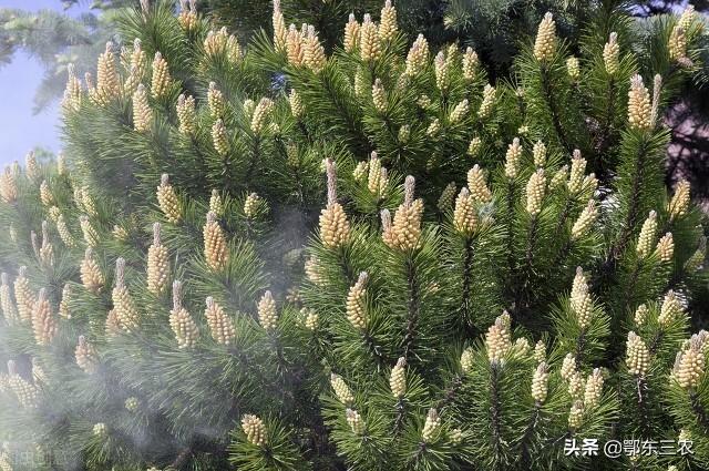 国珍松花粉的价格，国珍松花粉多少钱呀（松花粉卖100元一斤）