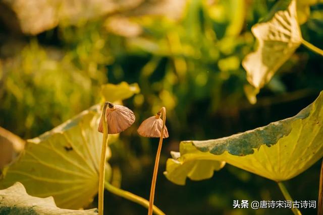 陌上花开的意思是什么，陌上花开现代解释含义（古人的浪漫，美哭了）