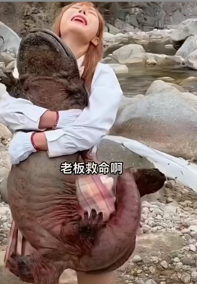 肥肥鲨，微信头像，肥肥鲨（被指吃相难看像恐怖片）