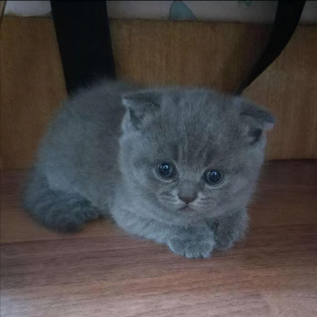 蓝猫是英短还是美短，美短（为什么“蓝猫”越来越多人养）