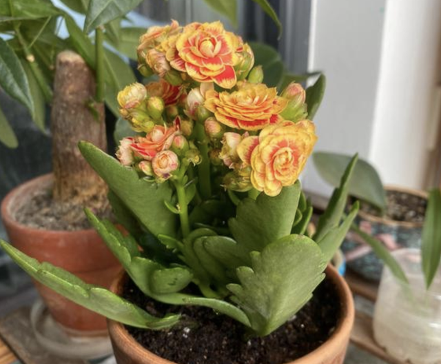 金枝玉叶花语是什么，玉叶金花的花语（“家有6种花）