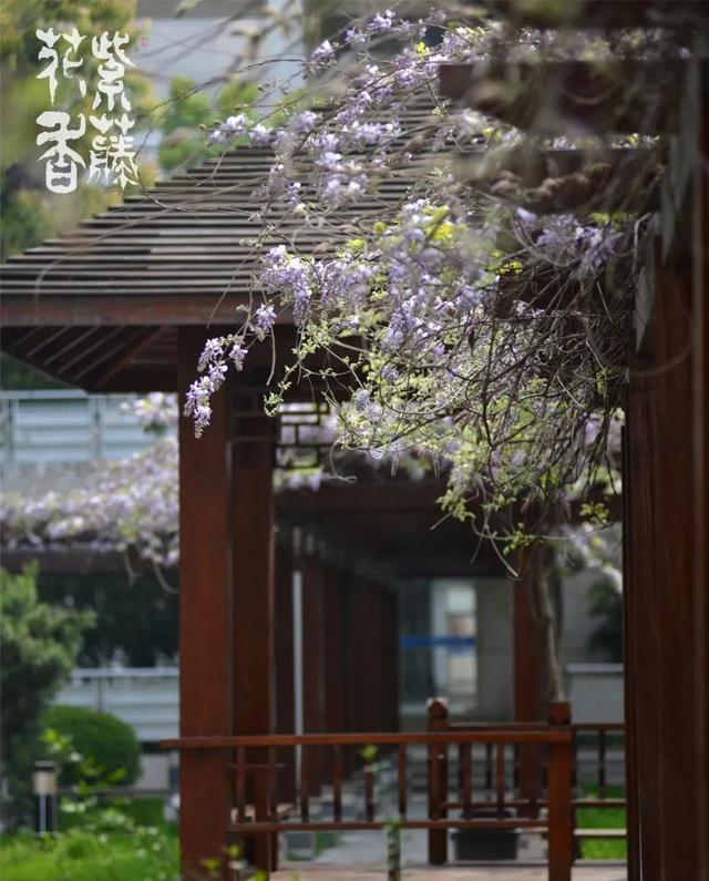 南京公办初中排名一览表，2021南京公办初中排名（不愧是南京南大门最强初中）