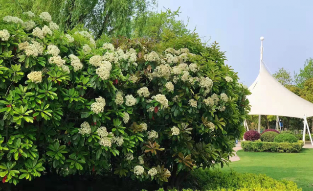 石楠花气味是什么味道，为什么路边种那么多