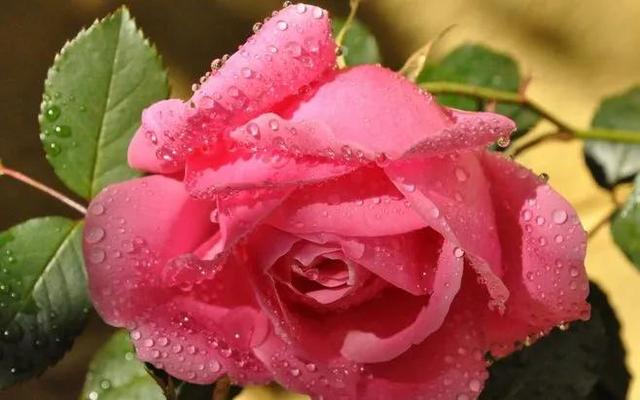 玫瑰花怎么形容，描写玫瑰经典短句（玫瑰花，娇艳欲滴，艳丽芬芳）