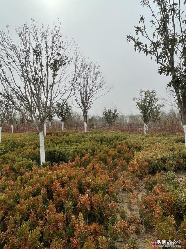 怎么把自家苗木卖个好价，新的一年工作计划怎么写（新常态下新思路）