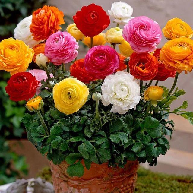 花毛茛如何种植，花毛茛怎么种（比月季还好看、好养）