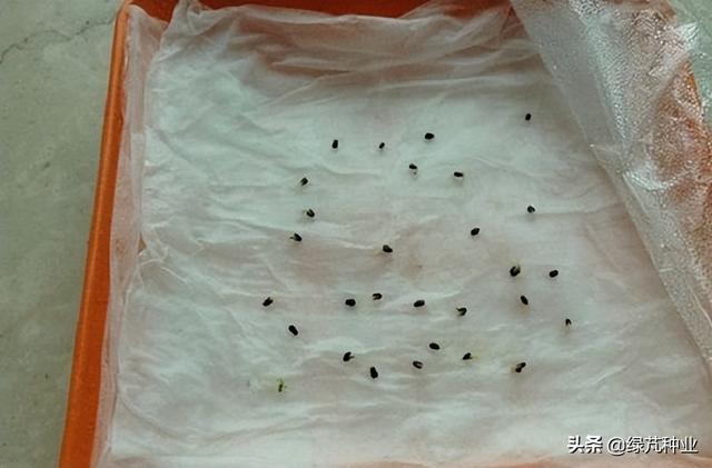 香水薄荷种子怎么种，香水薄荷种子怎么种视频（薄荷种子怎么催芽）