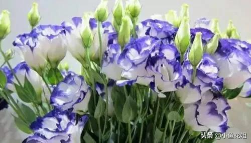 母亲节送什么花，母亲节送什么花最适合（能送给母亲的花不只是康乃馨）