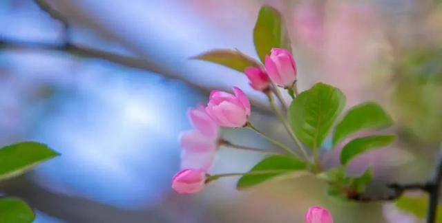 海棠花的花语和寓意，海棠的花语和寓意（海棠花已开，“四品”如何区分）
