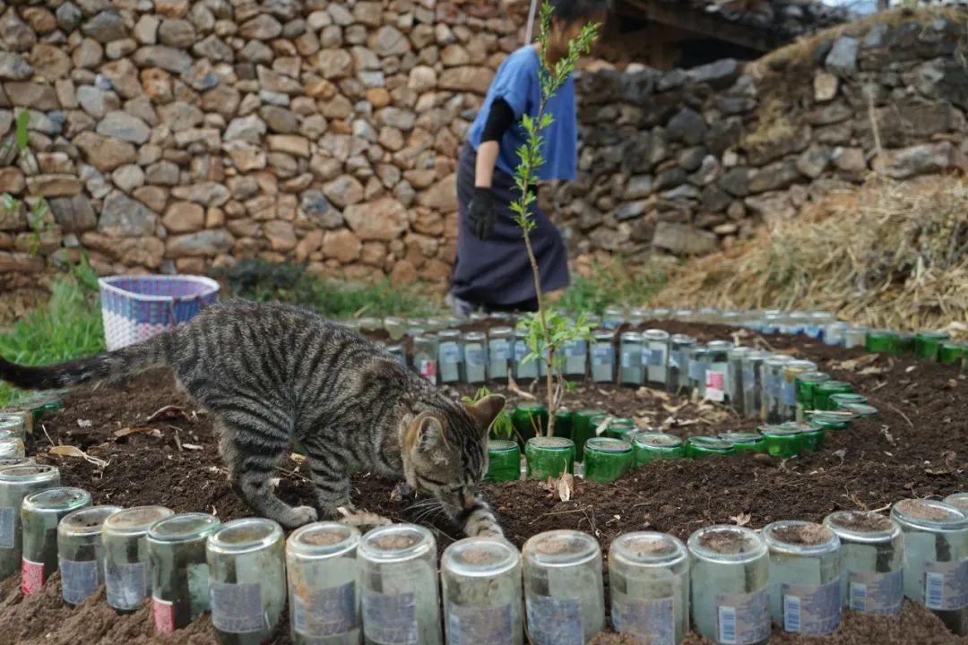 地猫（33岁女生在荒山独居6年）