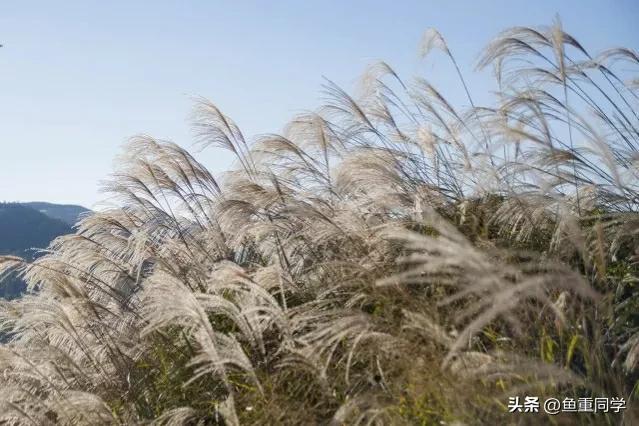 清明节气谚语有哪些 清明节的农事谚语和天气谚语，清明节气谚语有哪些（天气预报：重阳节将至）