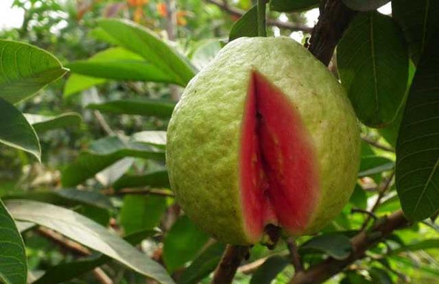 番石榴多少钱一斤，番石榴产地主要在哪个省（人称“鸡屎果”和“假石榴”）