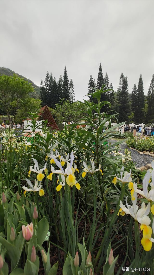 深圳市仙湖植物园，深圳仙湖植物园适合夏天逛吗（深圳仙湖植物园现场实拍图来了）