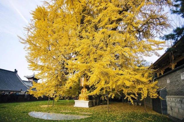 襄阳周边自驾旅游景点，襄阳旅游年卡（湖北襄阳不可错过的八大景点）