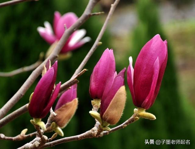 特殊又好听的花名，艺名 女 简单气质（清丽不俗的花名用作女孩名字）