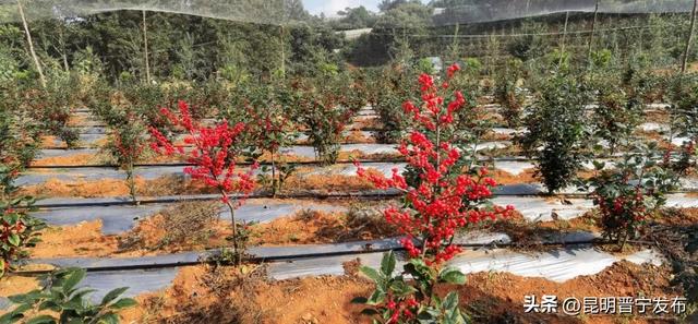 冬青树价格多少钱一棵，冬青树多少钱一棵（单枝卖到30多元）