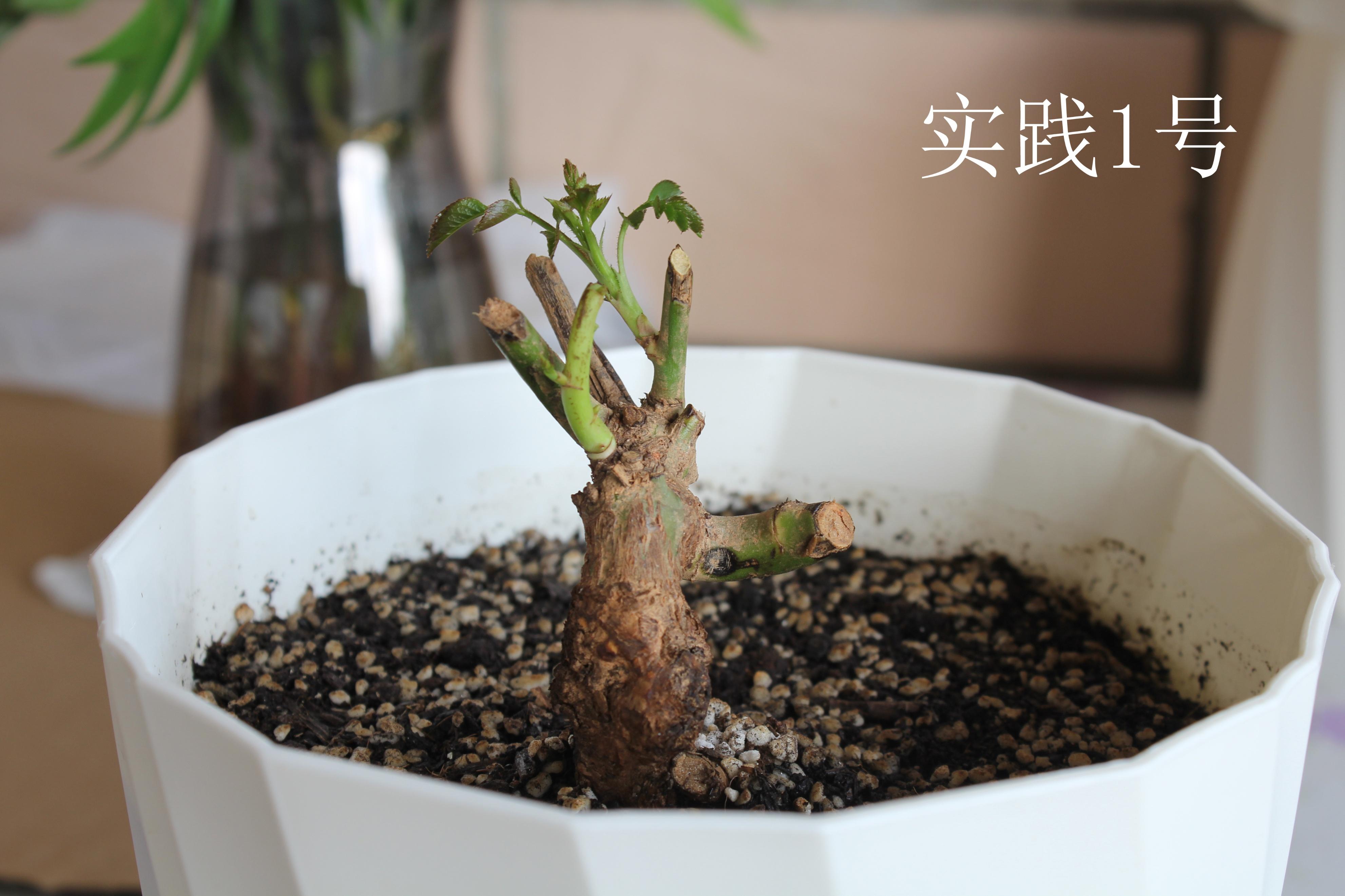 从零开始学养花(适合室内养的32种花)