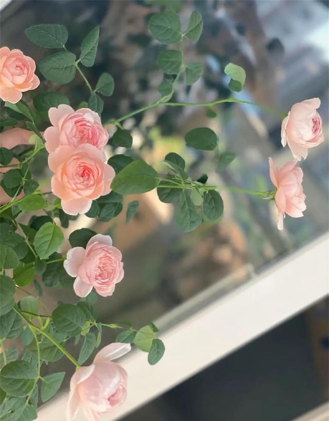 清新唯美的壁纸，小清新唯美手机壁纸