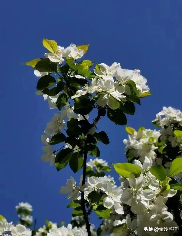 春天的花有哪些，夏天的花有哪些（<一>棣棠花、紫荆花、梨花和丁香花）