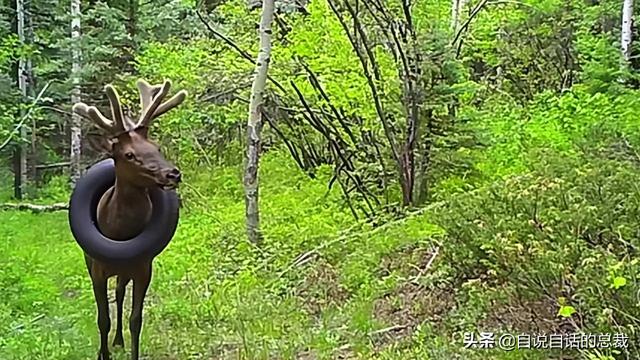 鹿血酒多少钱一瓶，鹿血酒一瓶500ml要多少钱（这是人们认为它是仙兽真正的原因）