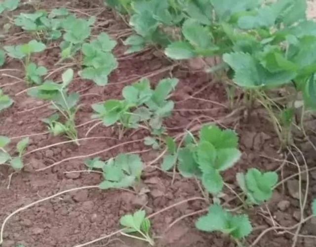 什么是植物，什么是植物染发（简单来认识植物）