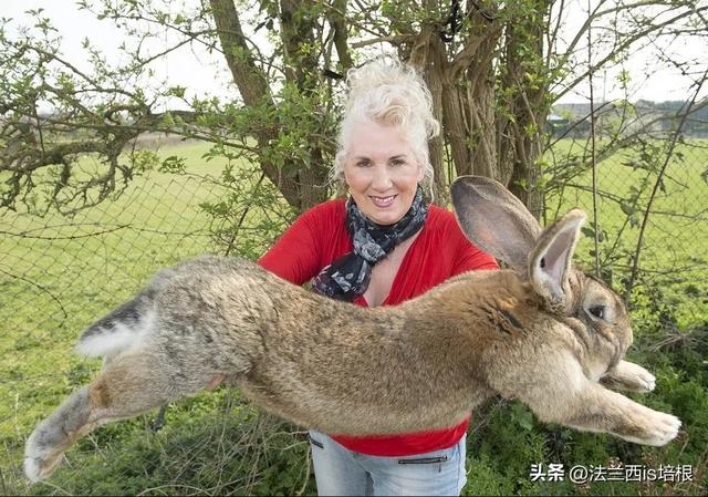 兔子冬眠吗，野生兔子冬眠吗（这只兔子49天跑路388公里）