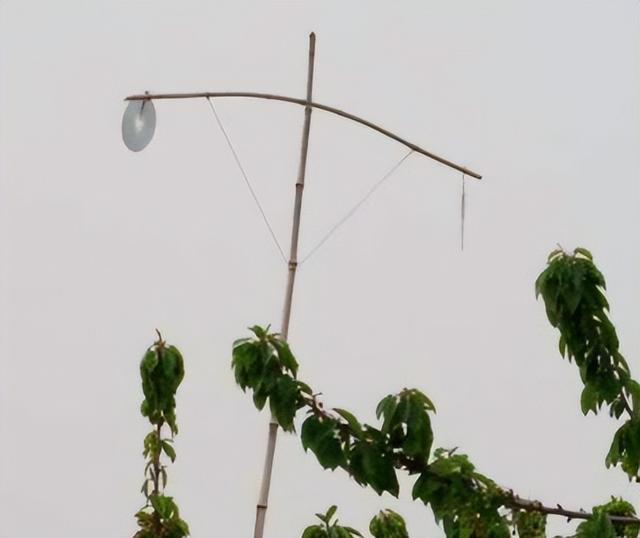 鸟怕什么声音（农民为防鸟类偷吃种子）