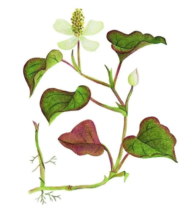 农村常见的花，凌巧分享篇41——这15种生活中常见的野花