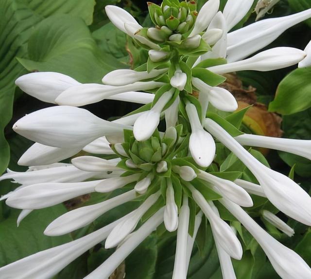 花，花好月圆人长久（72种鲜花欣赏图片）