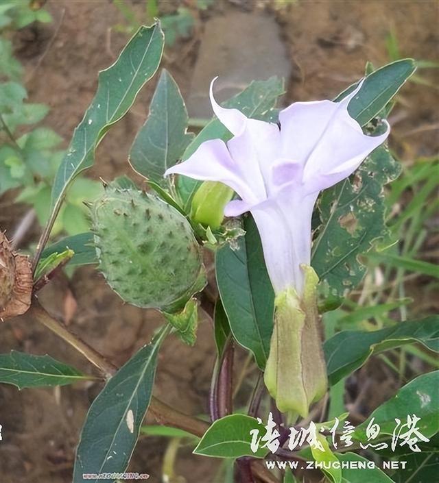 七星草的功效与作用，七星草的功效与作用（七星草都能治什么病）